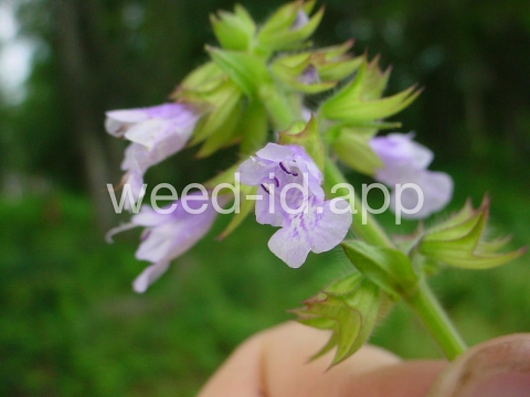 sage, lyreleaf